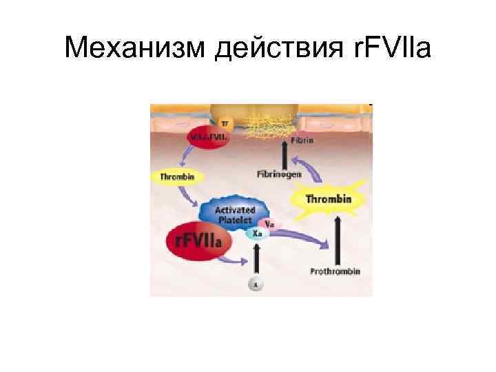 Механизм действия r. FVlla 
