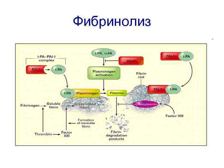 Схема фибринолиза физиология