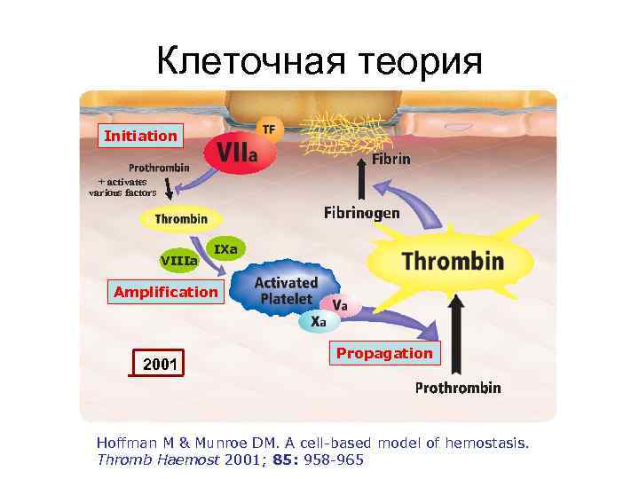 Клеточная теория Initiation + activates various factors VIIIa IXa Amplification 2001 Propagation Hoffman M