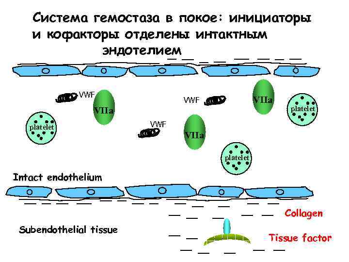 Система гемостаза в покое: инициаторы и кофакторы отделены интактным эндотелием VWF VIIa platelet Intact