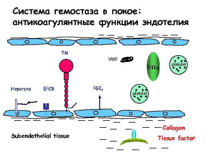 Система гемостаза в покое: антикоагулянтные функции эндотелия TM VWF VIIa Heparans EPCR PGI 2