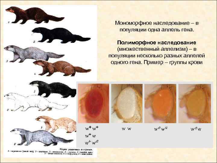 Рассмотрите рисунок наследование платиновой окраски меха у норок