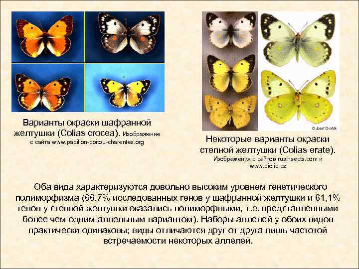 Сходства и различия бабочек 2 класс. Желтушка Луговая бабочка. Луговая желтушка бабочка 2 класс. Луговая желтушка бабочка описание. Желтушка Шафрановая бабочка.