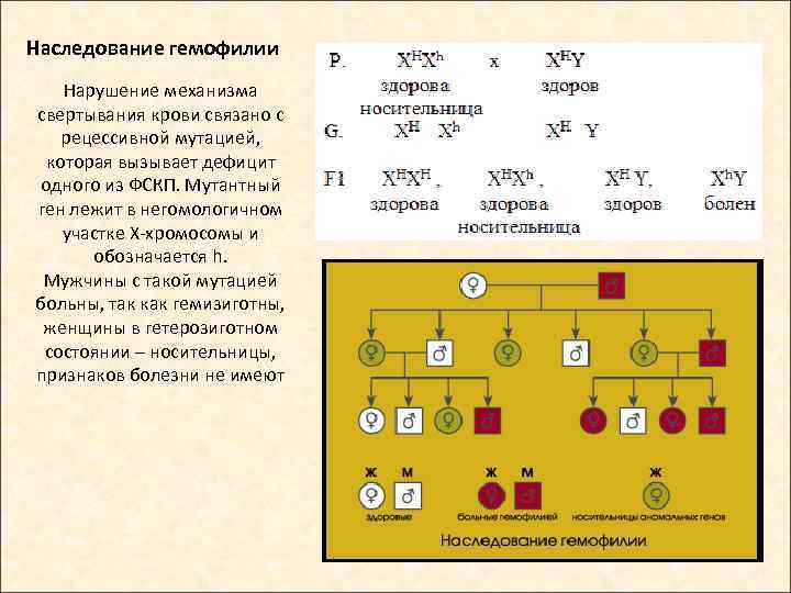 Гемофилия доминантный. Схема наследственности гемофилии. Гемофилия генетика Тип наследования. Механизм наследования гемофилии. Характер наследования гемофилии.