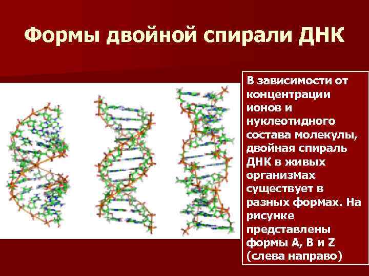 Формы двойной спирали ДНК В зависимости от концентрации ионов и нуклеотидного состава молекулы, двойная