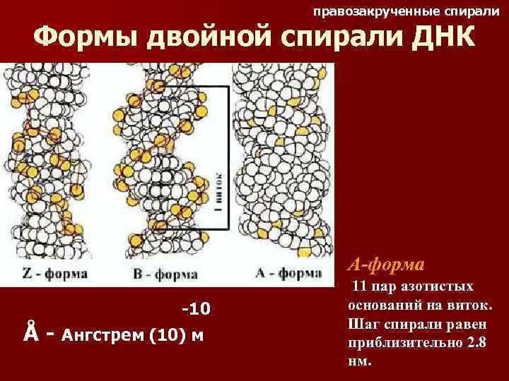 правозакрученные спирали Формы двойной спирали ДНК А-форма -10 Å - Ангстрем (10) м 11