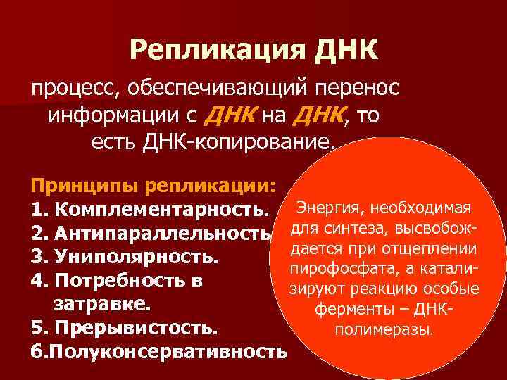 Репликация ДНК процесс, обеспечивающий перенос информации с ДНК на ДНК, то есть ДНК-копирование. Принципы