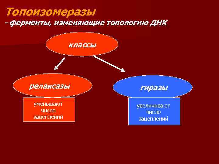 Топоизомеразы - ферменты, изменяющие топологию ДНК классы релаксазы гиразы уменьшают число зацеплений увеличивают число