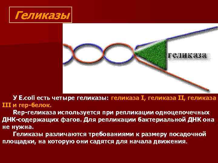Геликазы У E. coli есть четыре геликазы: геликаза I, геликаза III и rep-белок. Rep-геликаза