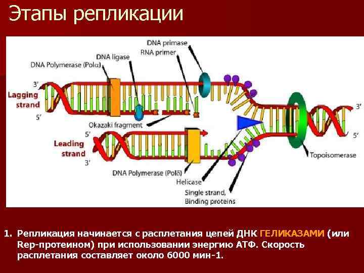 Этапы репликации 1. Репликация начинается с расплетания цепей ДНК ГЕЛИКАЗАМИ (или Rep-протеином) при использовании