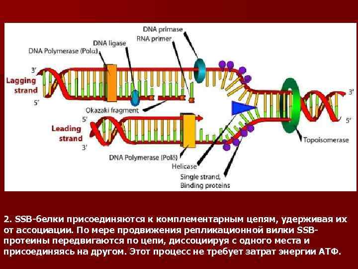 2. SSB-белки присоединяются к комплементарным цепям, удерживая их от ассоциации. По мере продвижения репликационной
