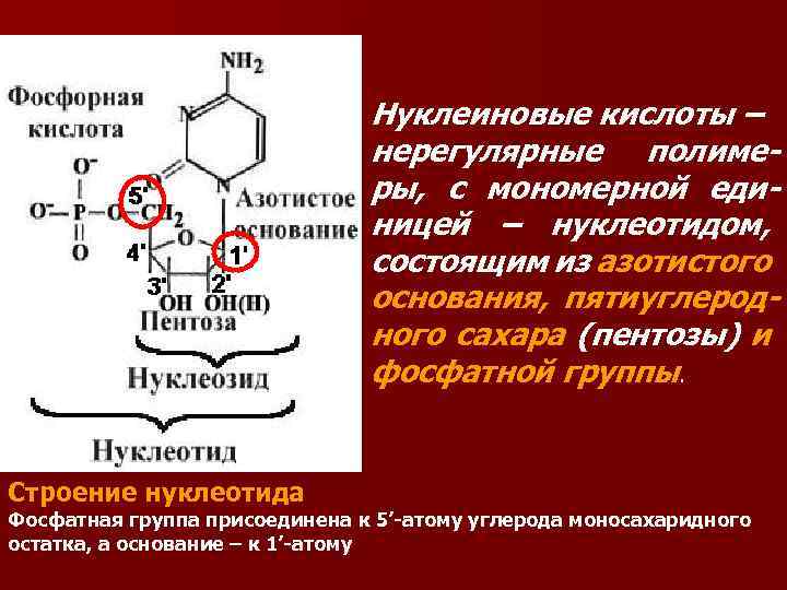 Нуклеиновые кислоты фосфор. Фосфатная группа нуклеотида. Остаток фосфорной кислоты РНК. Нуклеотиды азотистые основания фосфатная группа и. Фосфорная кислота РНК.