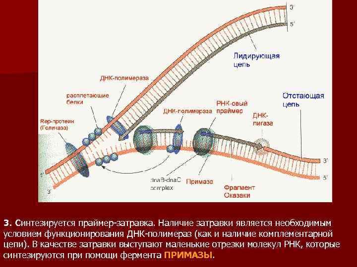 3. Синтезируется праймер-затравка. Наличие затравки является необходимым условием функционирования ДНК-полимераз (как и наличие комплементарной