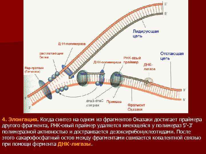 4. Элонгация. Когда синтез на одном из фрагментов Оказаки достигает праймера другого фрагмента, РНК-овый
