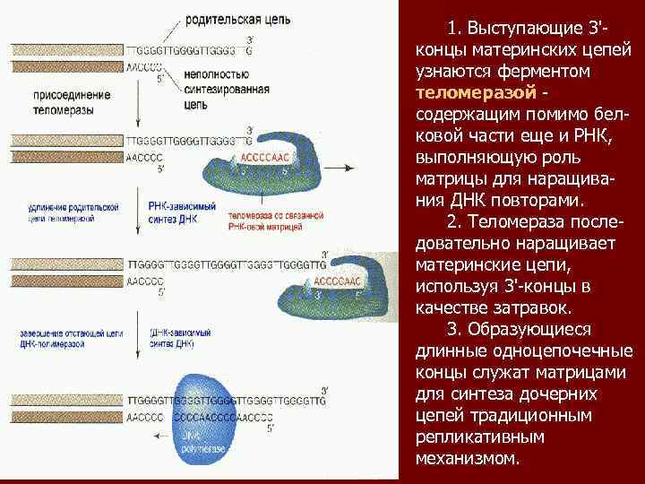 Служит матрицей для синтеза. Фермент теломераза функции. Функции фермента теломеразы. Роль фермента теломераза.. Теломераза механизм.