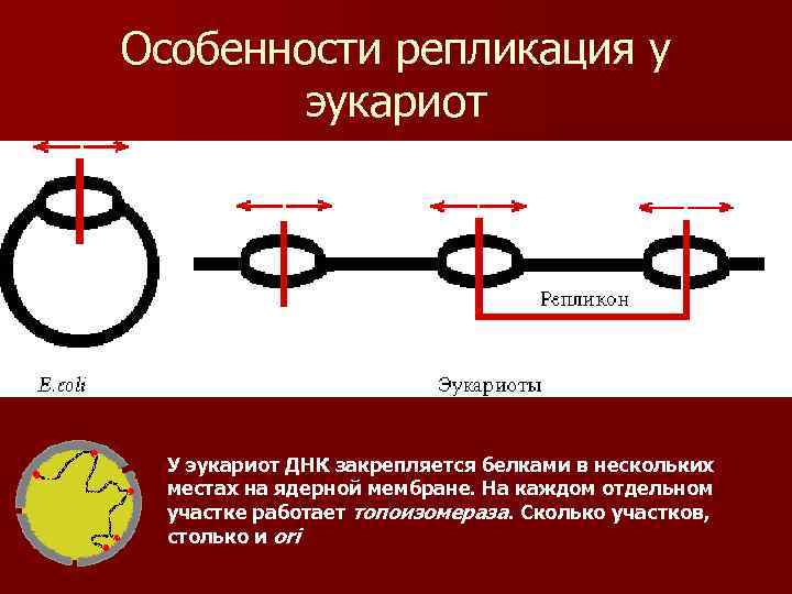 Днк эукариот. Репликация хромосомы эукариот. Репликативная вилка эукариот. Схема репликации ДНК эукариот. Скорость репликации у эукариот.