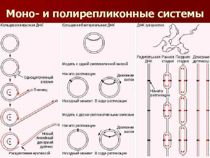 Моно- и полирепликонные системы 