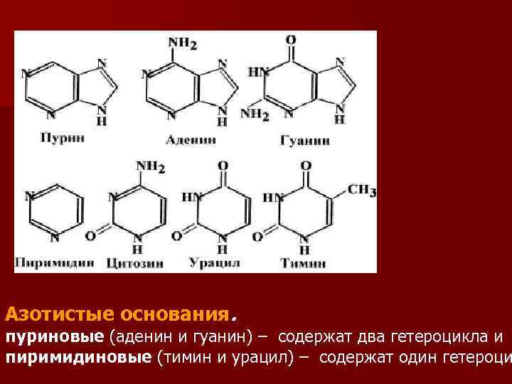 Днк содержит азотистые основания