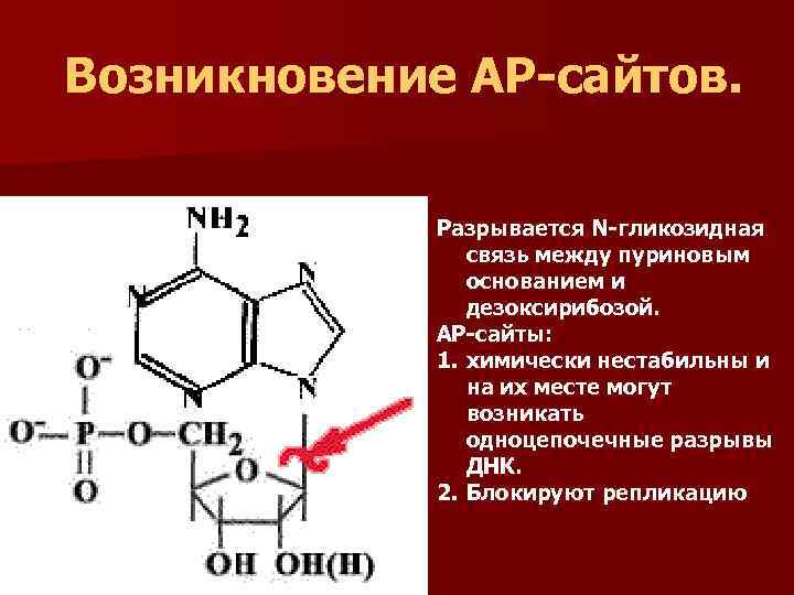  Возникновение АР-сайтов. Разрывается N-гликозидная связь между пуриновым основанием и дезоксирибозой. AP-сайты: 1. химически