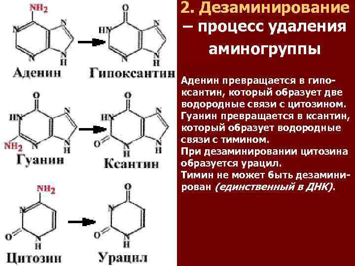 Азотистые основания нуклеиновых кислот. Гипоксантин гуанин. Дезаминирование нуклеиновых кислот. Аденин в гипоксантин. Реакции дезаминирования азотистых оснований.