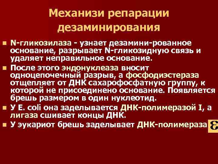 Механизи репарации дезаминирования n n N-гликозилаза - узнает дезамини-рованное основание, разрывает N-гликозидную связь и