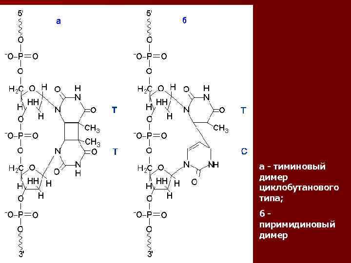 а - тиминовый димер циклобутанового типа; б - пиримидиновый димер 