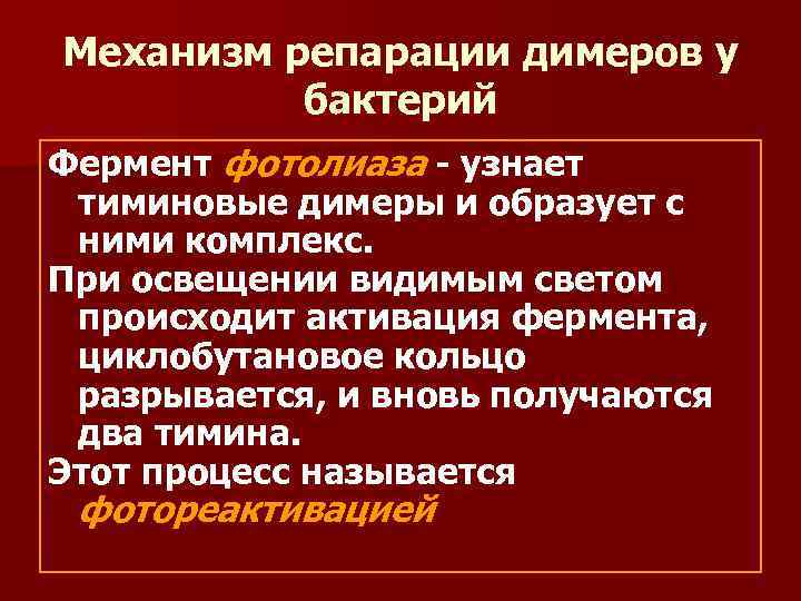 Механизм репарации димеров у бактерий Фермент фотолиаза - узнает тиминовые димеры и образует с
