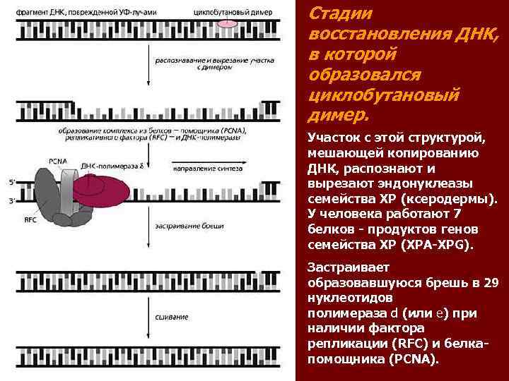 Стадии восстановления ДНК, в которой образовался циклобутановый димер. Участок с этой структурой, мешающей копированию