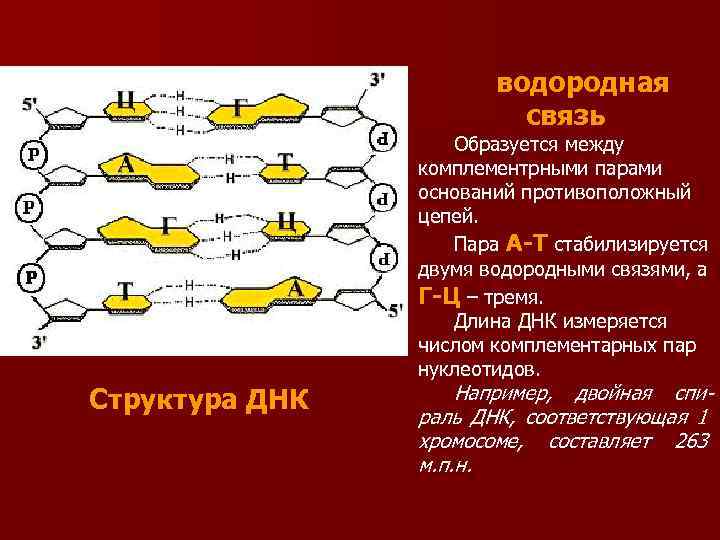 водородная связь Образуется между комплементрными парами оснований противоположный цепей. Пара А-Т стабилизируется двумя водородными