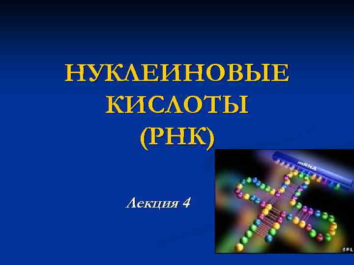 НУКЛЕИНОВЫЕ КИСЛОТЫ (РНК) Лекция 4 