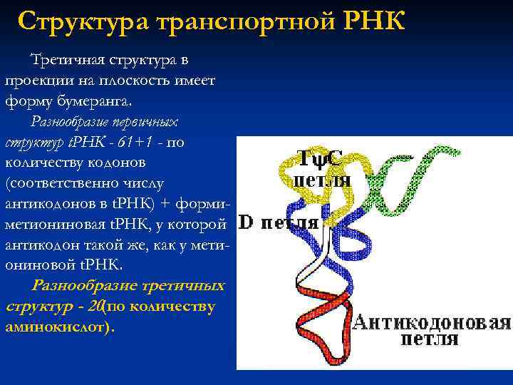Молекулы рнк имеют структуру. Первичная вторичная и третичная структура ТРНК. Строение третичной структуры РНК.