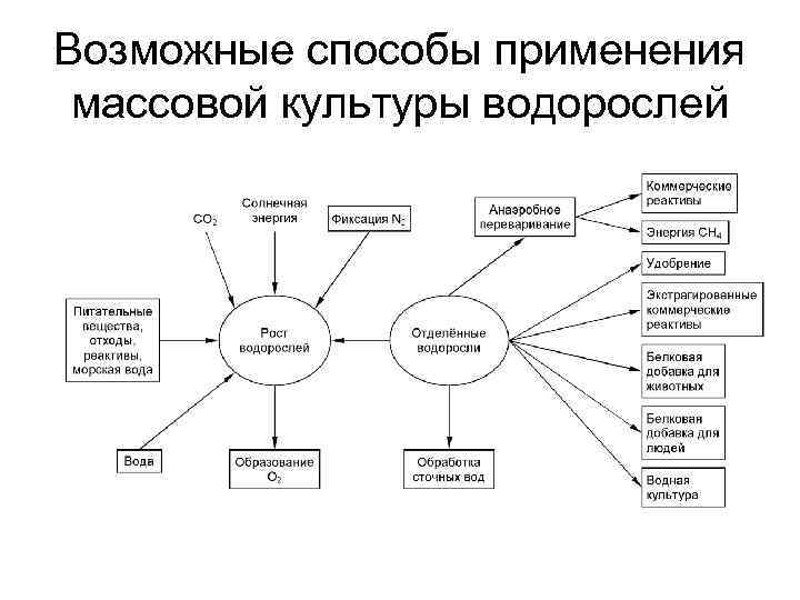 Возможные способы применения массовой культуры водорослей 