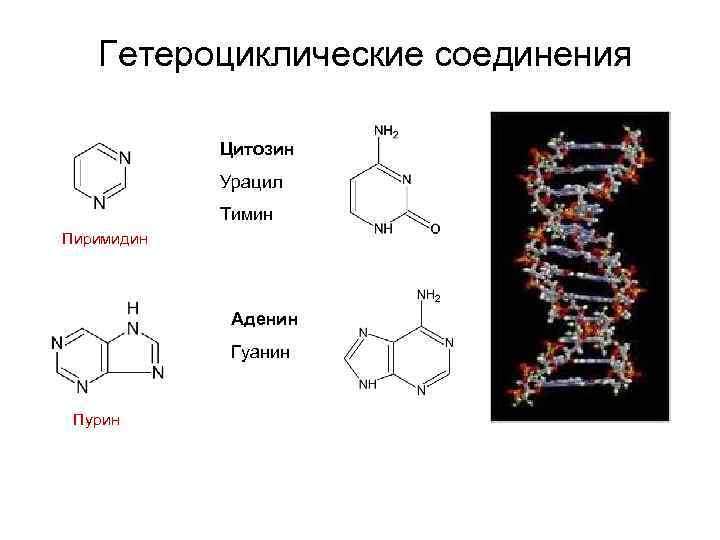 Гетероциклические соединения Цитозин Урацил Тимин Пиримидин Аденин Гуанин Пурин 