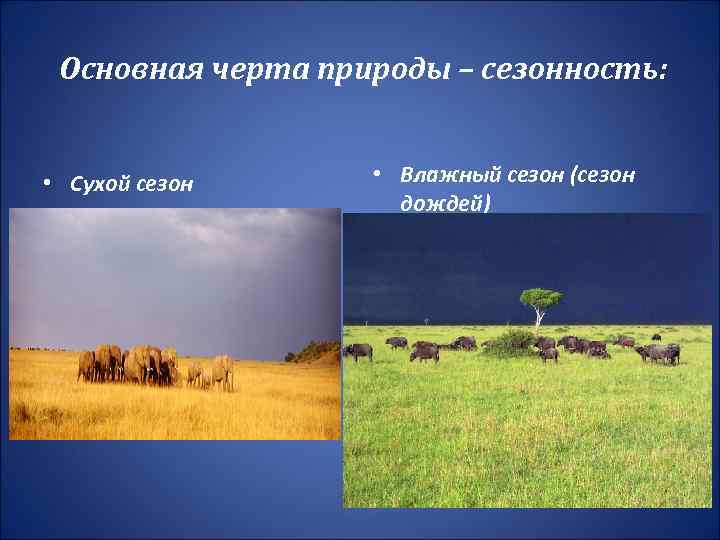 Основная черта природы – сезонность: • Сухой сезон • Влажный сезон (сезон дождей) 