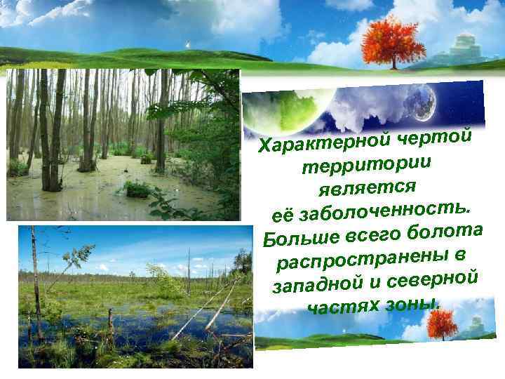 СМЕШАННЫЕ ЛЕСА  На территории Полесья    растут сосновые,  сосново-дубовые, дубово-