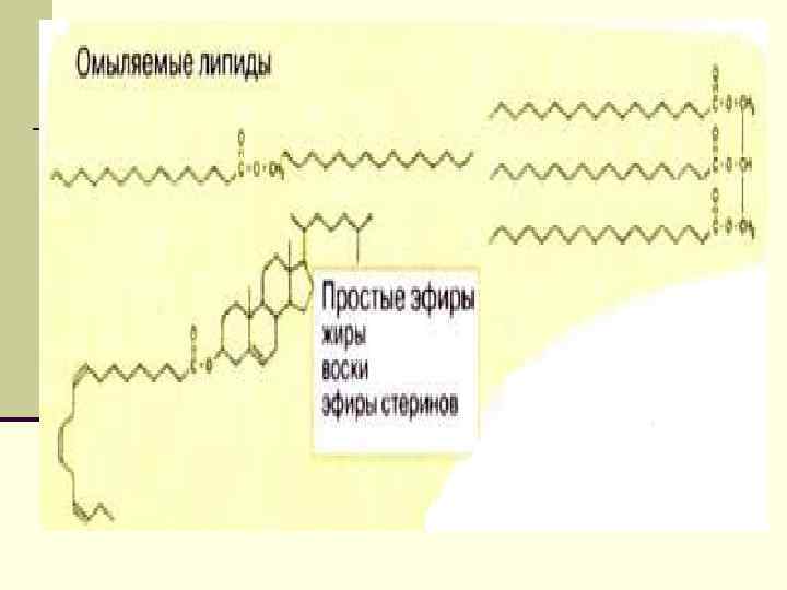 В организмах животных и в растениях активный изопрен, 5 -изопентенилдифосфат, служит исходным соединением для