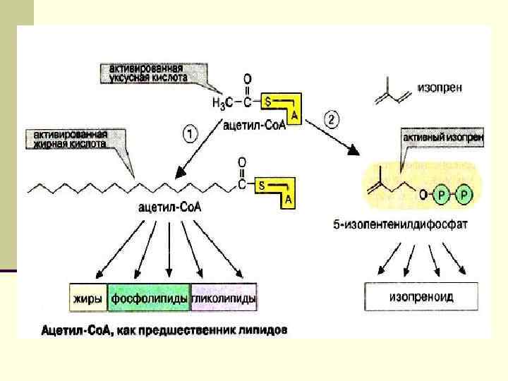  Гликолипиды содержатся во всех тканях, главным образом в наружном липидном слое плазматических мембран.
