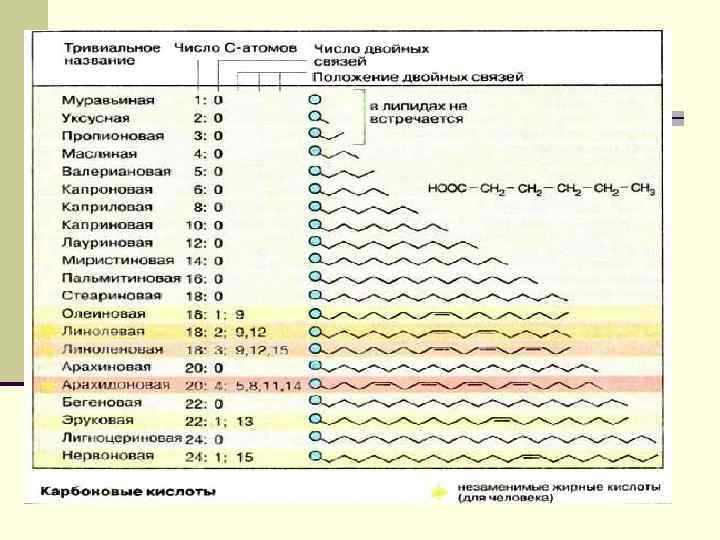 Переваривание и всасывание липидов В диете жителя Беларуси, в среднем, 40% калорийности покрывается за