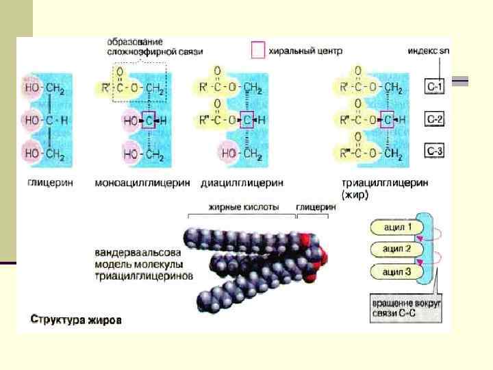 Поэтому липаза в желудке взрослого человека практически неактивна из-за низких значений р. Н, которые