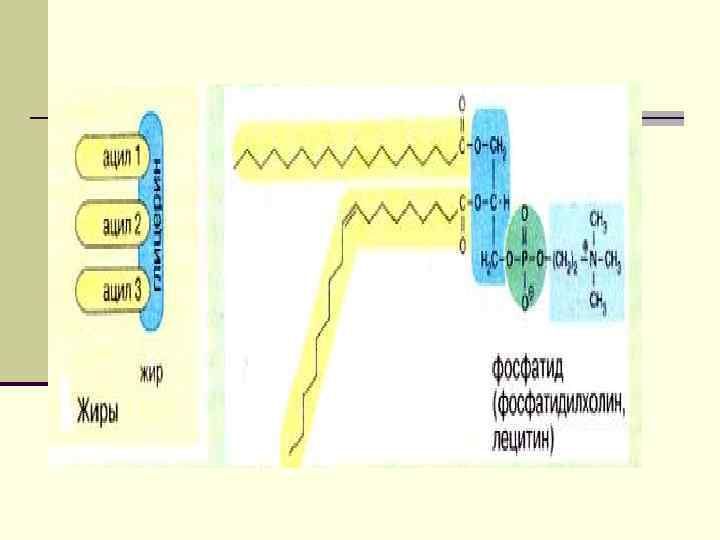 У взрослого человека основным местом переваривания липидов является тонкий кишечник. В двенадцатиперстной кишке пища