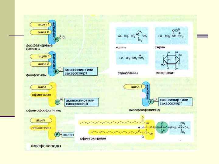 На первом этапе там происходит эмульгирование жира. Эмульсия представляет собой взвесь в водной среде