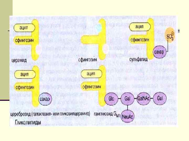 2) углекисломугазу. Он образуется в результате реакции нейтрализации гидрокарбонатов кишечного сока кислым содержимым желудка,