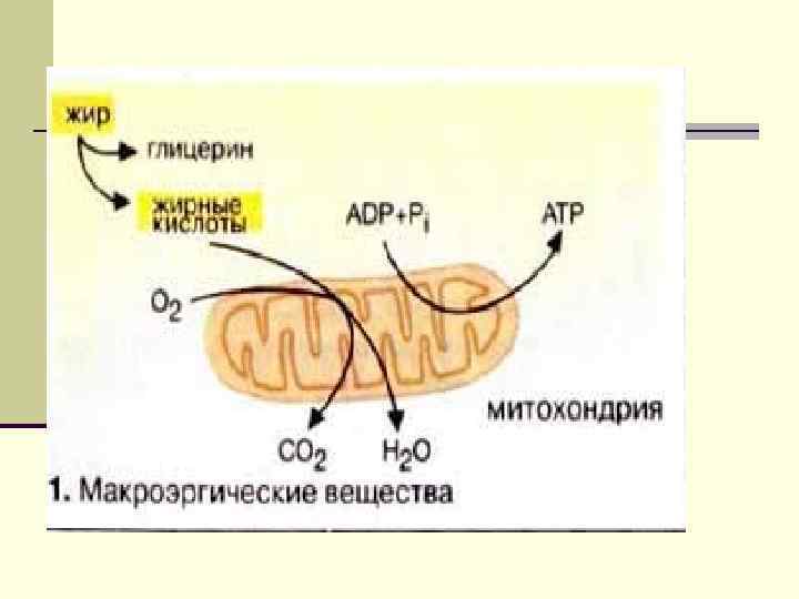  Помимо указанного липиды выполняют - Энергетическую функцию.  Ацилглицеролы выполняют- терморегуляторную функцию. Благодаря