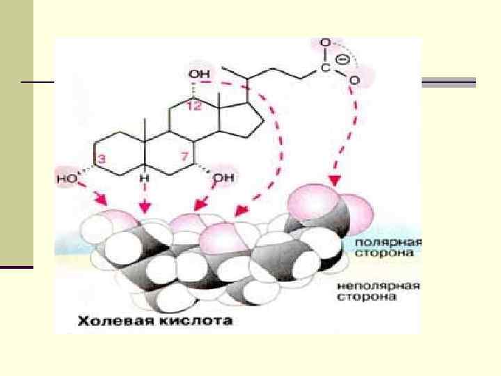 Существуют липазы 2 х типов: одна специфична в отношении связей в положениях 1 и