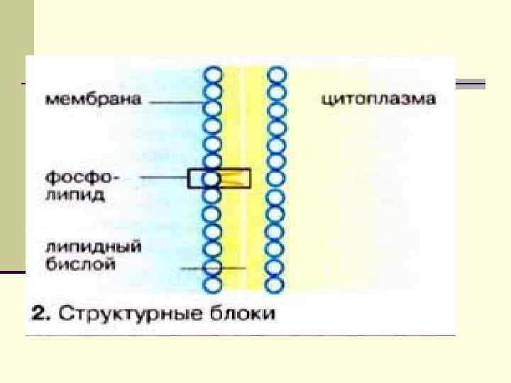Липиды выполняют функцию- естественных растворителей. Они обеспечивают всасывание в кишечнике незаменимых жирных кислот и