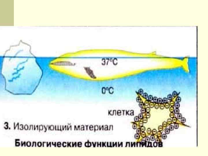 Строение, классификация, биологическая роль. Липиды- большая группа веществ,  разнообразных по составу и строению,