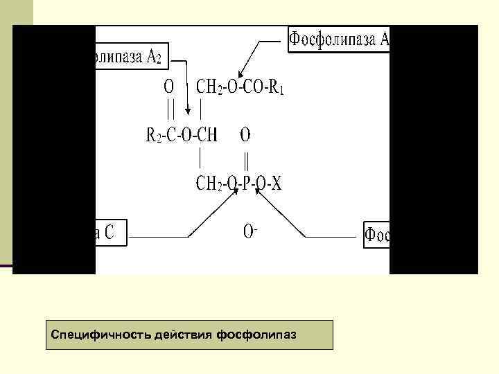 В связи с тем, что большинство липидов, как уже отмечалось, нерастворимо в водной среде,