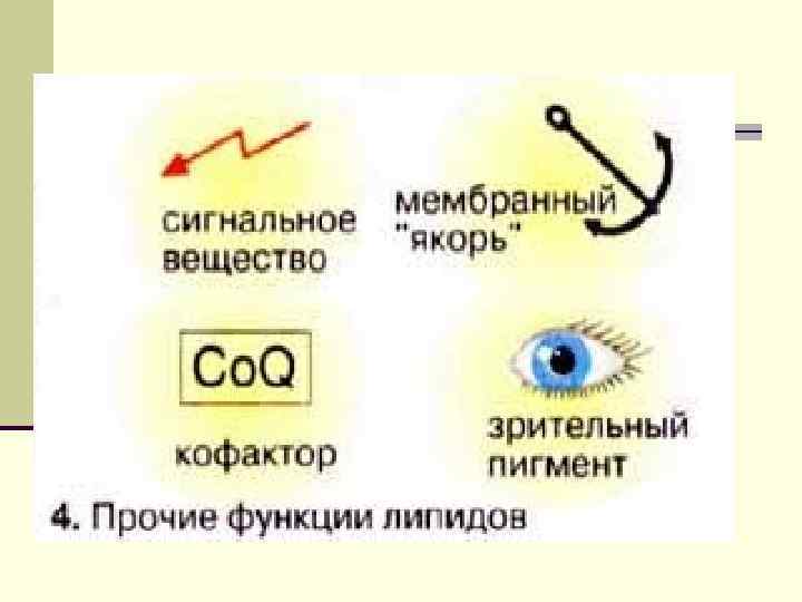 Различают 2 большие группы липидов по их  отношению к гидролизу: 1. Омыляемые- (гидролизуются