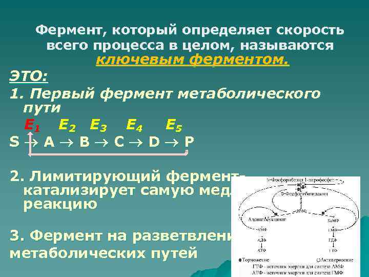 Фермент, который определяет скорость всего процесса в целом, называются ключевым ферментом. ЭТО: 1. Первый