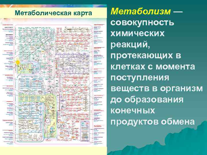 Метаболическая карта Метаболизм — совокупность химических реакций, протекающих в клетках с момента поступления веществ